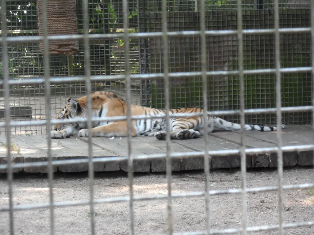 Port Lympne Safari Park