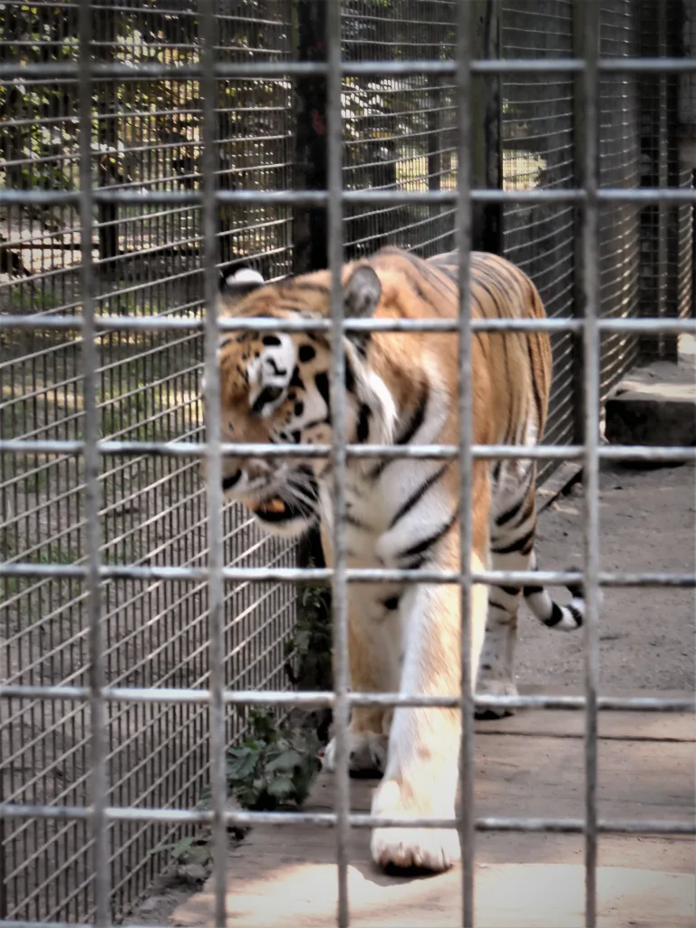 Port Lympne Safari Park