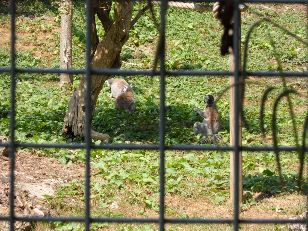 Port Lympne Safari Park