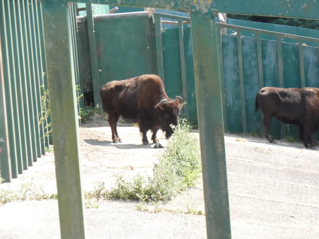 Port Lympne Safari Park