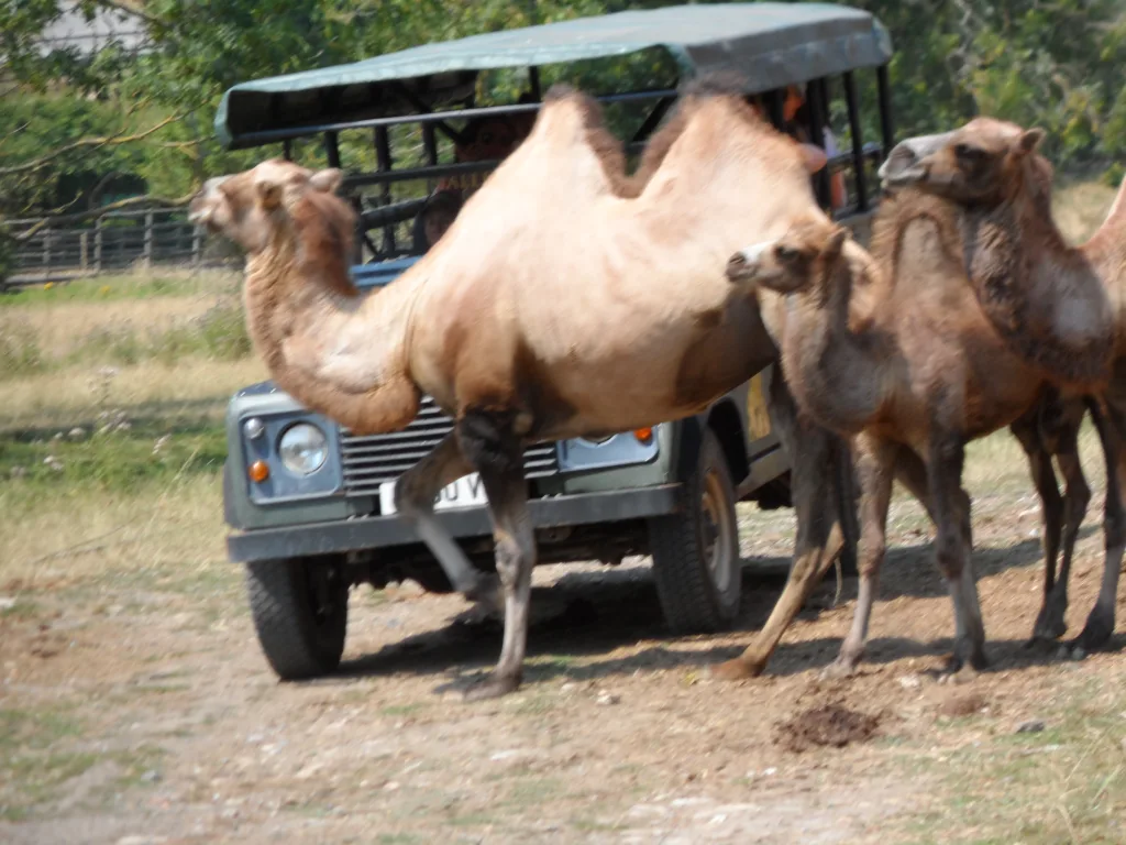 Port Lympne Safari Park