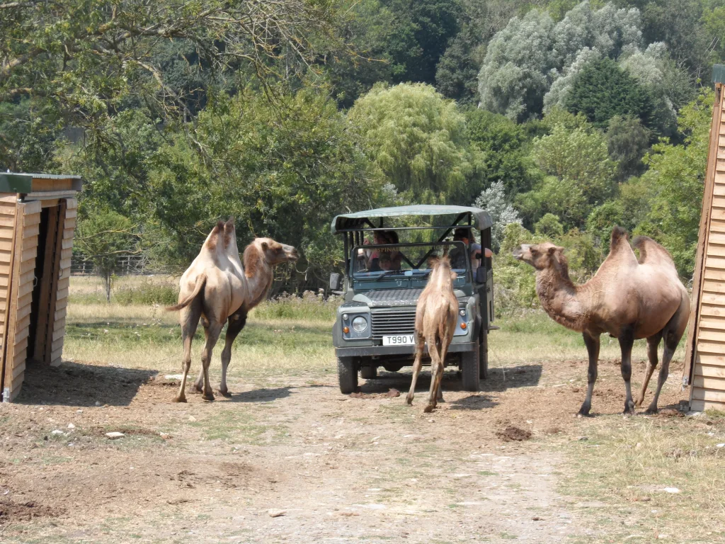 Port Lympne Safari Park