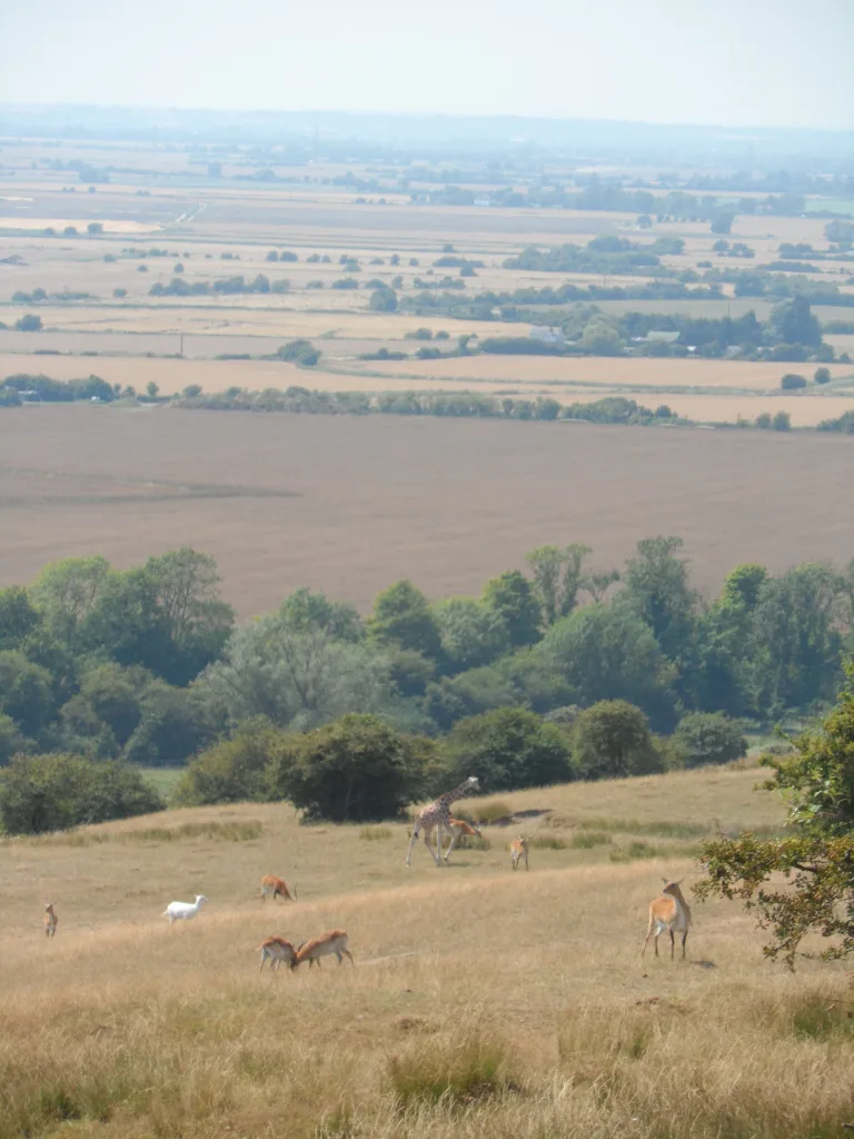 Port Lympne Safari Park