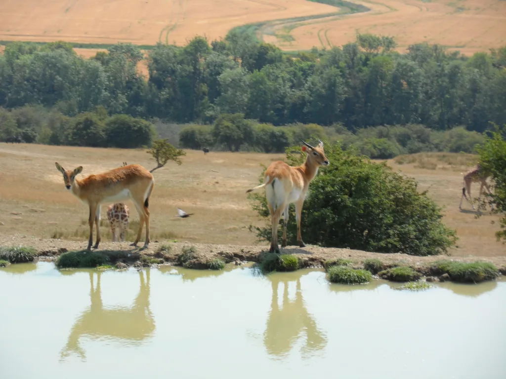 Port Lympne Safari Park