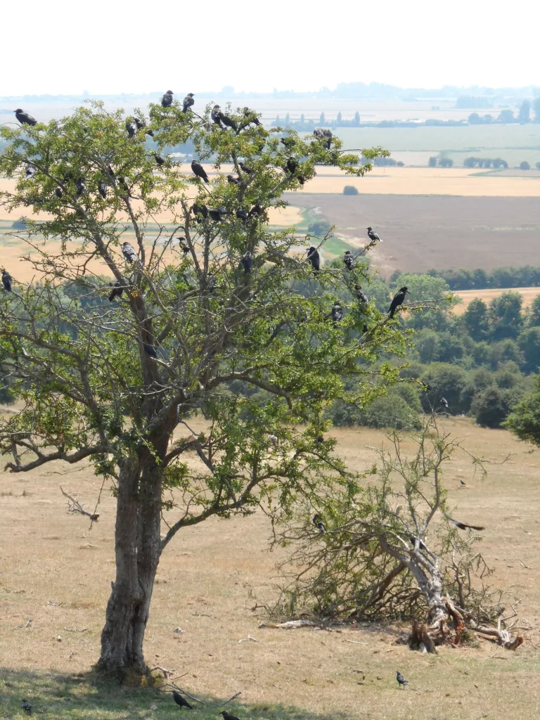 Port Lympne Safari Park
