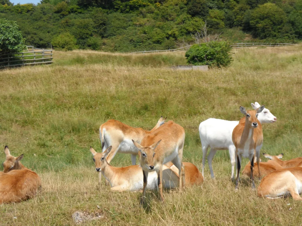 Port Lympne Safari Park
