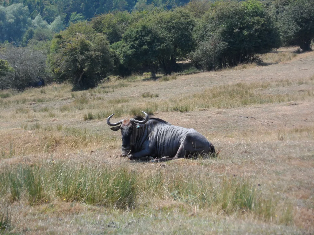 Port Lympne Safari Park