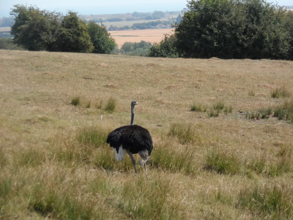 Port Lympne Safari Park